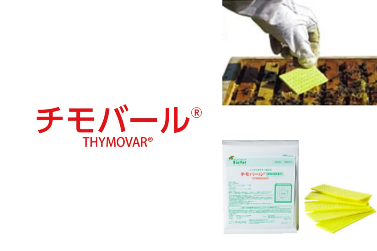 写真:チモバール